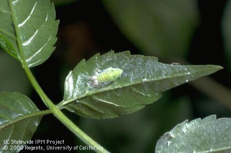 Nymph of Australian torpedo bug, <i>Siphanta acuta</i>, a planthopper (Flatidae) with waxy excretions.