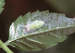 Nymph of Australian torpedo bug.