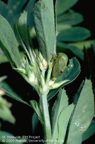 Adult buffalo treehopper, <i>Stictocephala bisonia</i>.