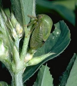 Adult buffalo treehopper.