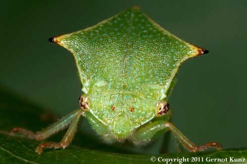 Adult buffalo treehopper, <i>Stictocephala bisonia</i>.