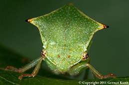 Adult buffalo treehopper.