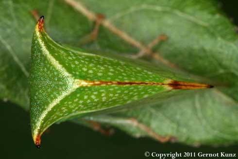 Adult buffalo treehopper, <i>Stictocephala bisonia</i>.