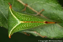 Adult buffalo treehopper shown from above.