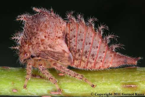 Nymph of buffalo treehopper, <i>Stictocephala bisonia</i>.