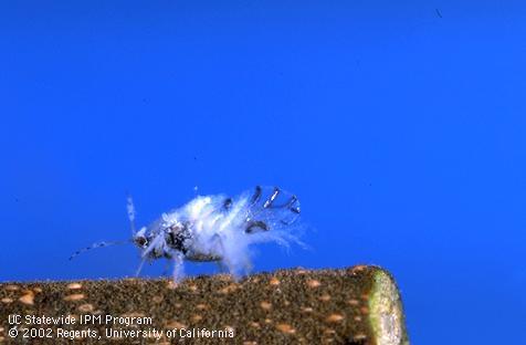 Winged adult hackberry woolly aphid, <i>Shivaphis celti,</i> on a Chinese hackberry stem.