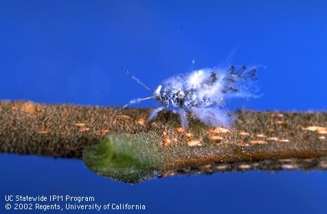 Winged adult Asian woolly hackberry aphid, <I>Shivaphis celti,</I> on a Chinese hackberry stem. 