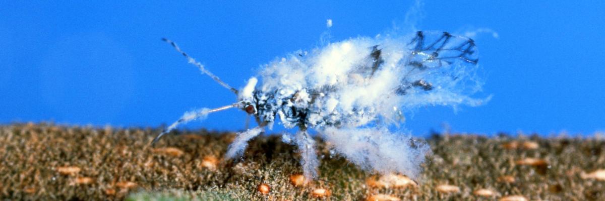 Fuzzy white insect on a twig. Credit: Jack Kelly Clark, UC IPM
