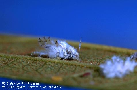 Winged adult Asian woolly hackberry aphid, <I>Shivaphis celti,</I> on a Chinese hackberry leaf. 