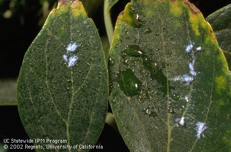 Whitish wax and sticky honeydew from hackberry woolly aphid, <i>Shivaphis celti,</i> feeding on Chinese hackberry leaves.