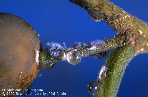 Honeydew droplets and nymphs of Asian woolly hackberry aphid, <I>Shivaphis celti,</I> on Chinese hackberry fruit and leaf petioles.