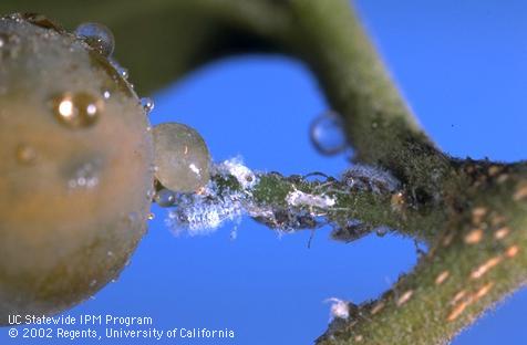 Honeydew droplets and nymphs of Asian woolly hackberry aphid, <I>Shivaphis celti,</I> on Chinese hackberry fruit and leaf petioles.