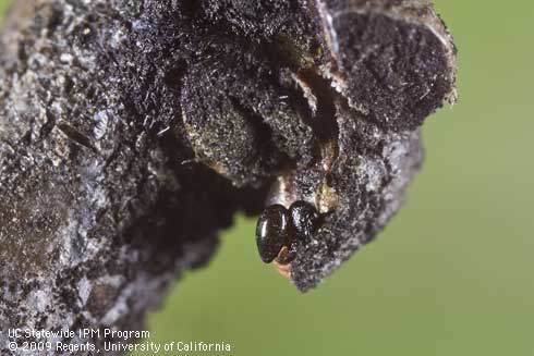 Eggs of hackberry woolly aphid, <i>Shivaphis celti,</i> on a dormant bud of Chinese hackberry.