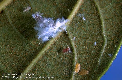 Nymphs of Asian woolly hackberry aphid, <I>Shivaphis celti,</I> and citricola scale, <I>Coccus pseudomagnoliarum,</I> on a Chinese hackberry leaf.