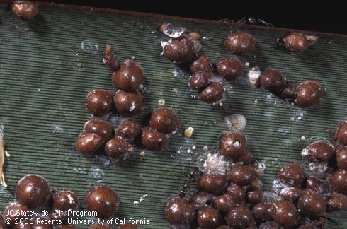 Adult hemispherical scales, <I>Saissetia coffeae.</I>.