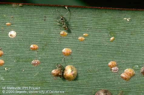 Nymphs of hemispherical scale, <i>Saissetia coffeae</i>, tended by Argentine ants, <i>Linepithema humile</i>, and an adult female oleander scale, <i>Aspidiotus nerii</i> (center left).