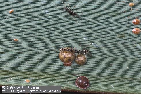 Nymphs and adults of hemispherical scale, <I>Saissetia coffeae,</I> being tended by Argentine ants.