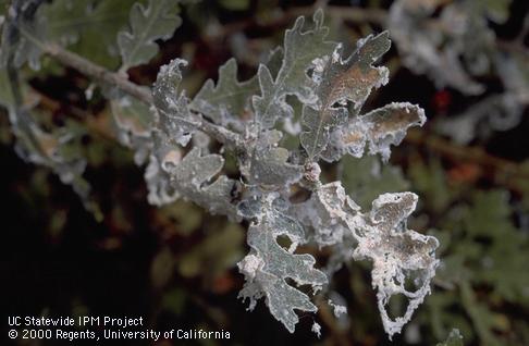 Valley oak leaves with a waxy coating from a woolly oak aphid infestation.