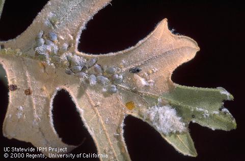 Adults and nymphs of woolly oak aphids, <i>Stegophylla essigi</i>.