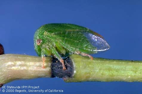 Adult threecornered alfalfa hopper, <i>Spissistilus festinus</i>.