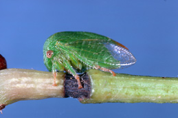 Adult threecornered alfalfa hopper and stem girdled by its feeding.