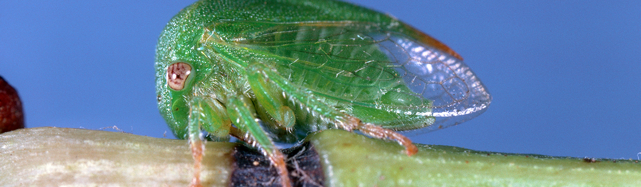 Adult threecornered alfalfa hopper, Spissistilus festinus.