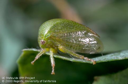 Adult threecornered alfalfa hopper, <i>Spissistilus festinus</i>.