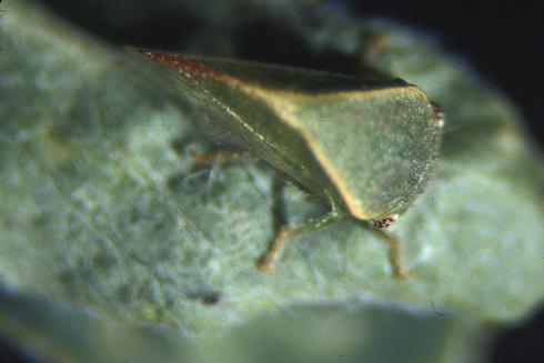 Adult threecornered alfalfa hopper, <I>Spissistilus festinus.</I>.