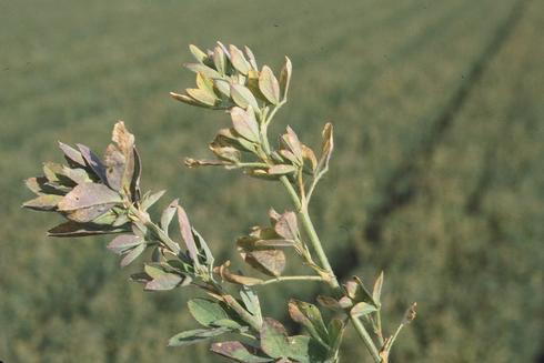 Discolored foliage on alfalfa stems girdled by the threecornered alfalfa hopper, <I>Spissistilus festinus.</I>.