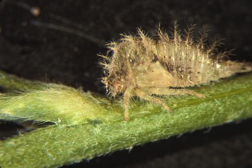 Nymph of the threecornered alfalfa hopper, <I>Spissistilus festinus.</I>.