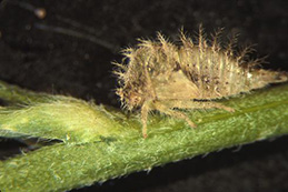 Nymph of threecornered alfalfa hopper with spines characteristic of immature treehoppers.