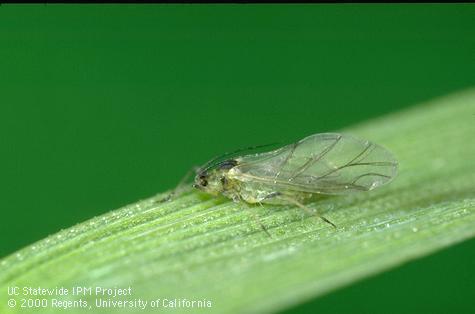 Winged adult greenbug, <I>Schizaphis graminum,</I> showing the pattern of wing veins.