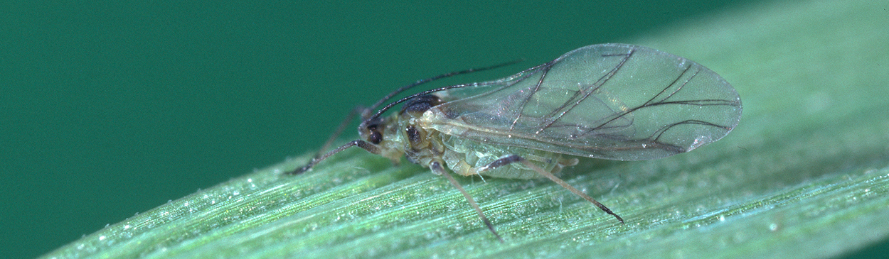 Winged adult greenbug.