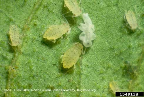 Adult crapemyrtle aphid, <i>Sarucallis kahawaluokalani.</i>.