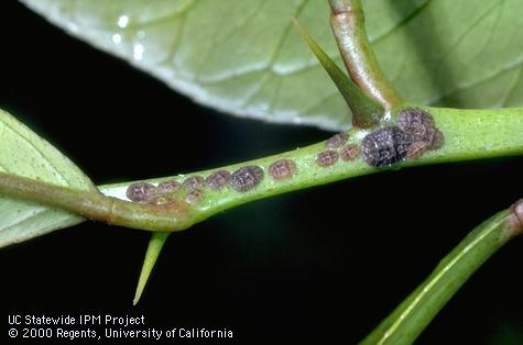 Adult females and nymphs on twig.