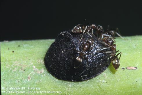 Mature female black scale, <I>Saissetia oleae,</I> with Argentine ants, <I>Linepithema humile.</I> .