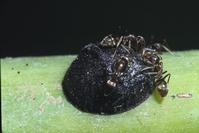 Argentine ants tending scale 