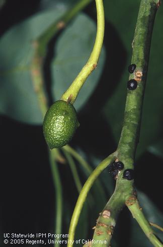 Adult female black scales, <I>Saissetia oleae,</I> on a green twig next to a young avocado fruit. 