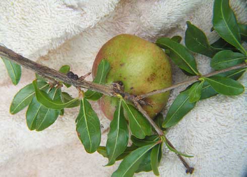 Black scale, <i>Saissetia oleae,</i> on twigs and stem above pomegranate fruit.