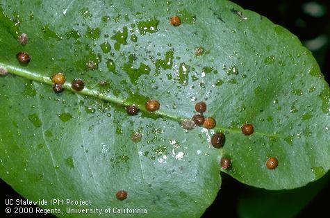 Damaged leaf showing black scales and honeydew.