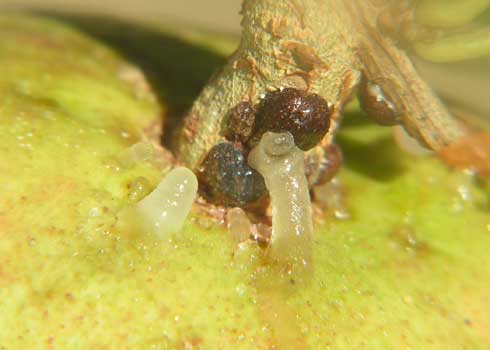 Piles of honeydew from black scale, <i>Saissetia oleae,</i> on pomegranate.