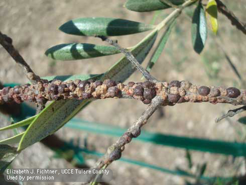 Heavy infestation of black scale, <i>Saissetia oleae,</i> on an olive branch.