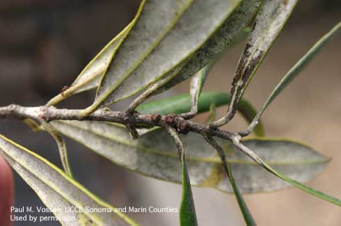 Black scale, <i>Saissetia oleae,</i> on olive tree branches, showing characteristic H-shaped ridge on back.