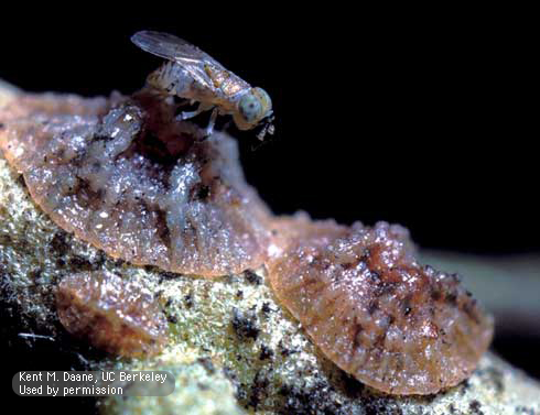 Adult female <i>Metaphycus helvolus</i> wasp laying her egg in a scale nymph.