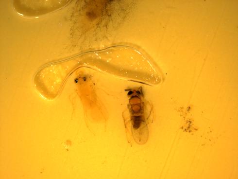 Adult <I>Metaphycus luteolus,</I> a parasite of soft scales (Coccidae), and <I>Aphytis melinus,</I> a parasite of California red scale, caught in a yellow sticky trap.