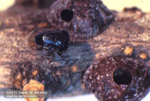 Adult parasitic wasp, <i>Scutellista caerulea,</i> and emergence holes in black scale, <i>Saissetia oleae.</i>.