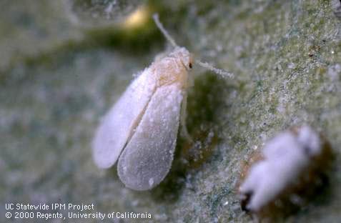 Adult ash whitefly.