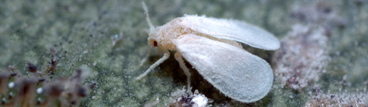 Adult ash whitefly.