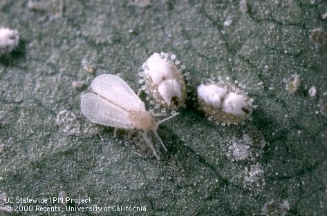 Adult ash whitefly.