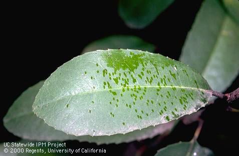 Crop damage by ash whitefly.